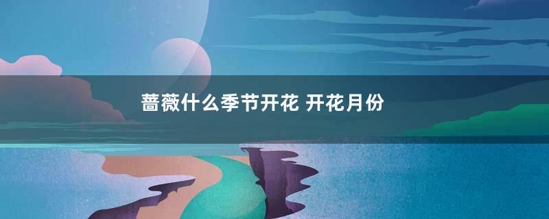 蔷薇什么季节开花 开花月份